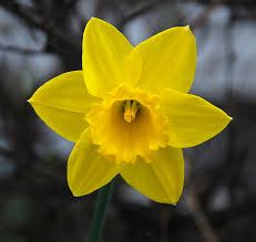 Daffodil spell 7